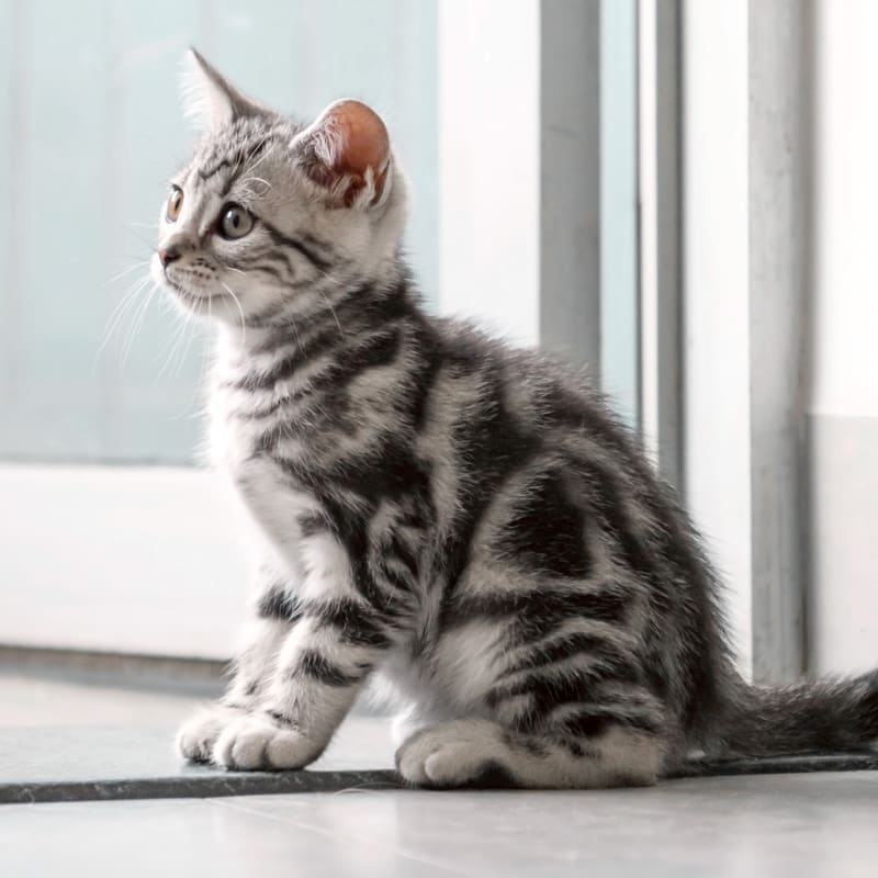 Vet Surgery in Little Rock